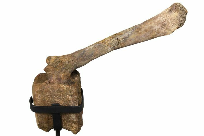 Hadrosaur (Edmontosaur) Caudal Vertebra - Montana #129423